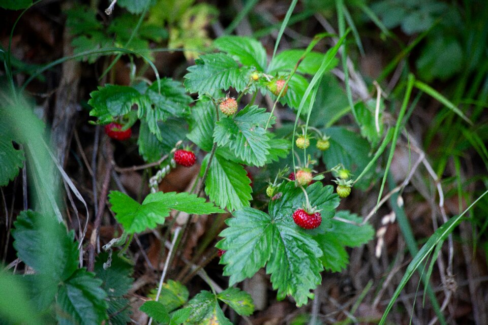 Wild strawberries strawberry forest fruit