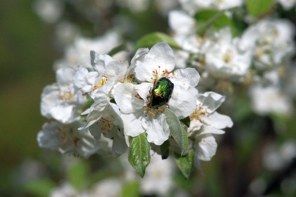 Insect nature the environment