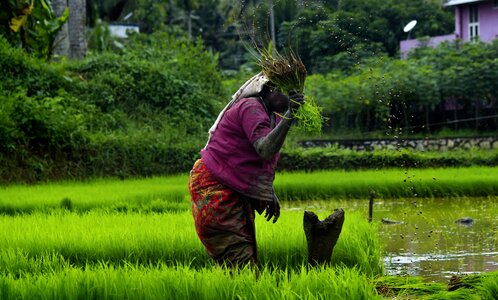 India green farmland photo