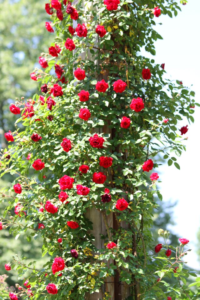 Climbing roses garden park