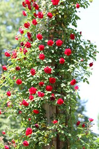 Climbing roses garden park
