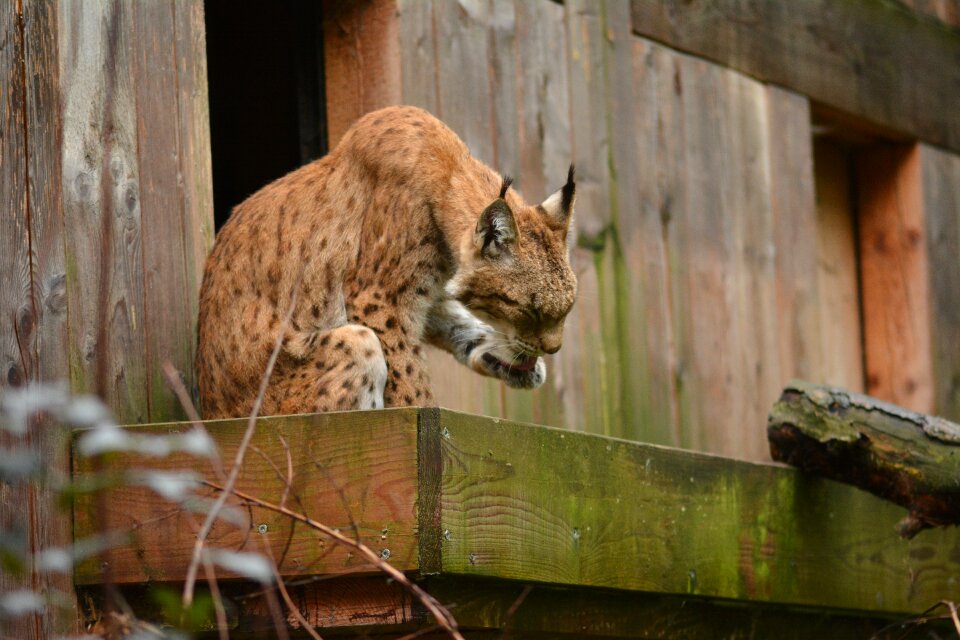 Poland animals feral cat