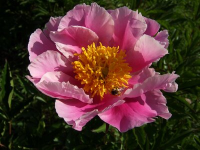 Flower pink flowers