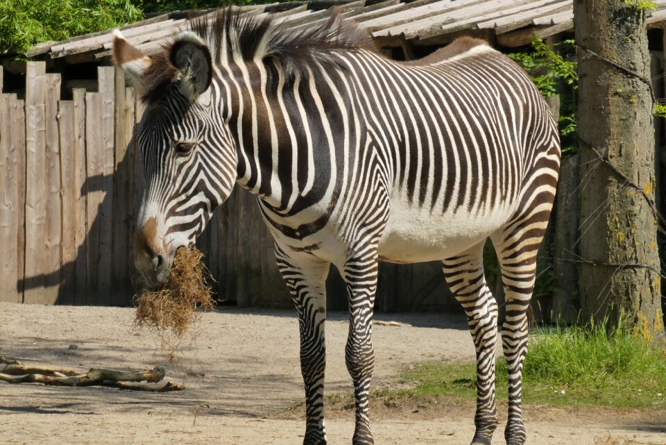 Belgium planckendael zebra stripes