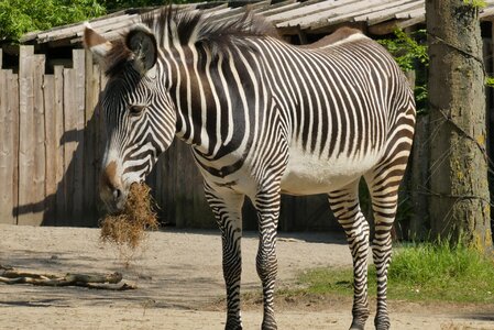 Belgium planckendael zebra stripes