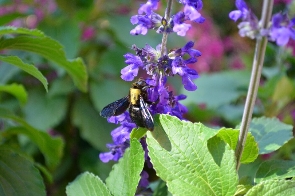 Pollen garden bee