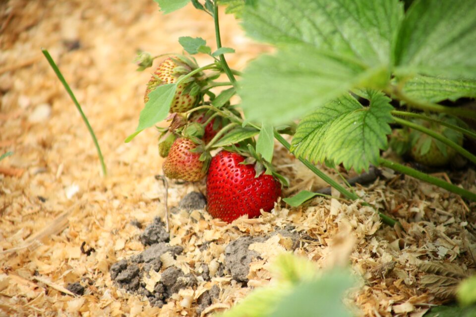 Red strawberry garden strawberry appetizing