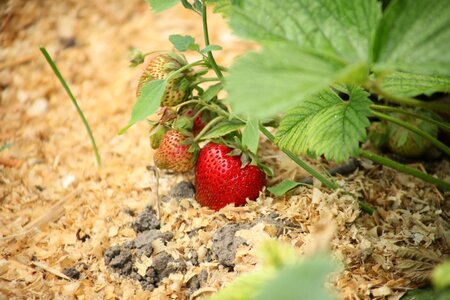Red strawberry garden strawberry appetizing photo