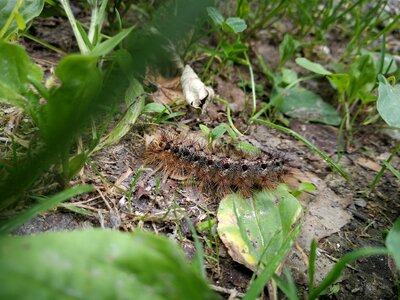 Butterfly nature metamorphosis