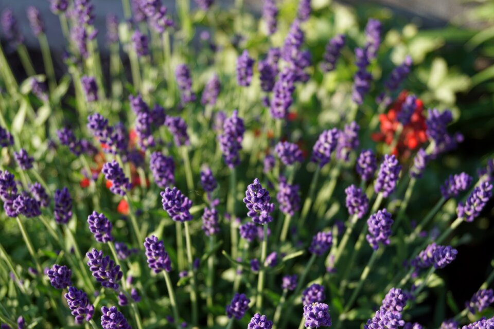 Mix flower red purple