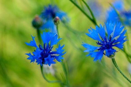 Blue flowers meadow nature photo