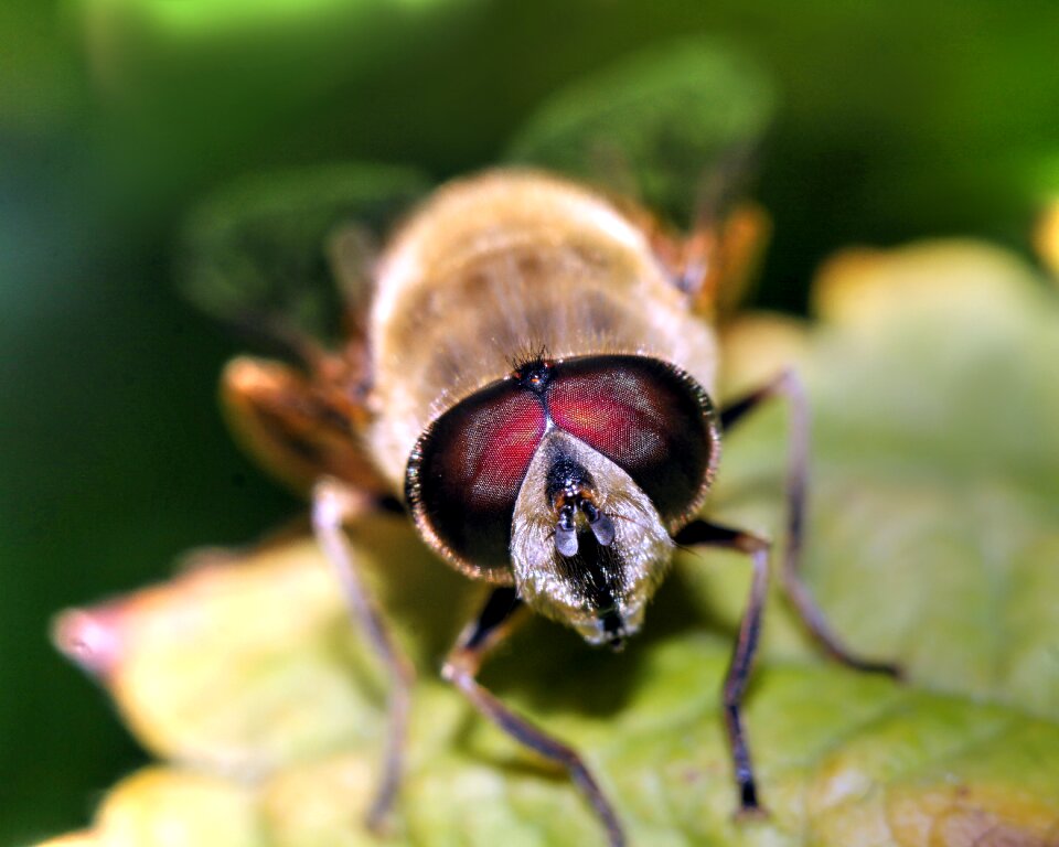 Macro nature winged insects