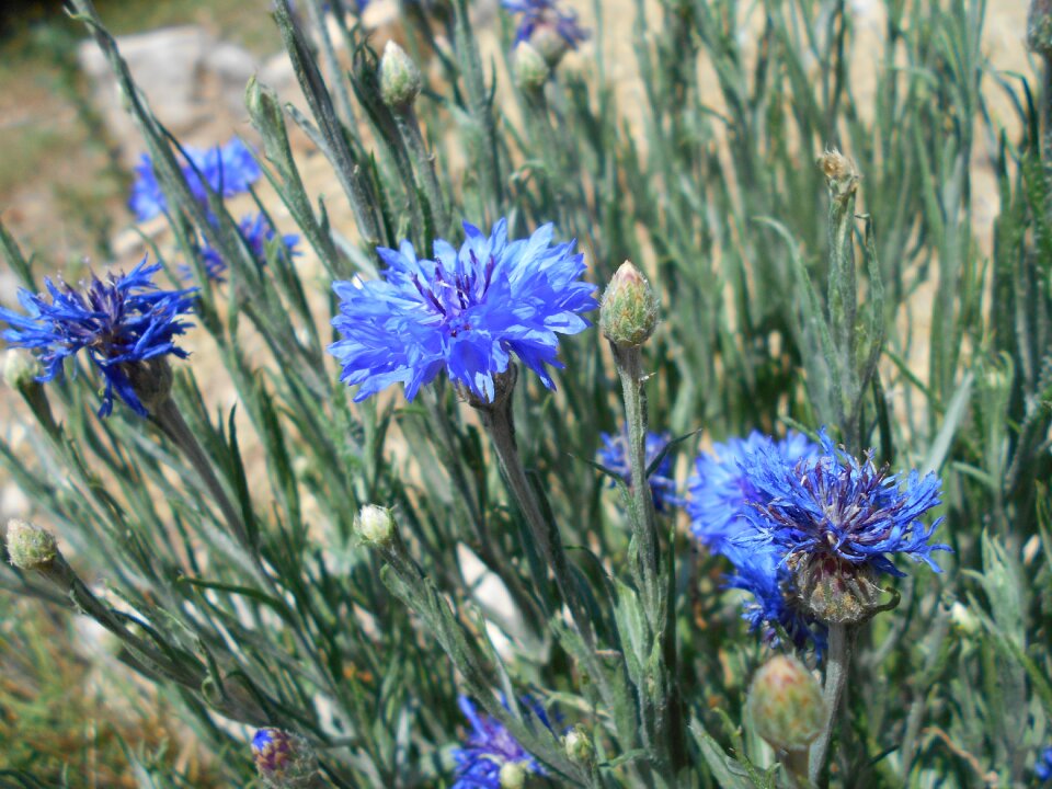Floral blossom flower