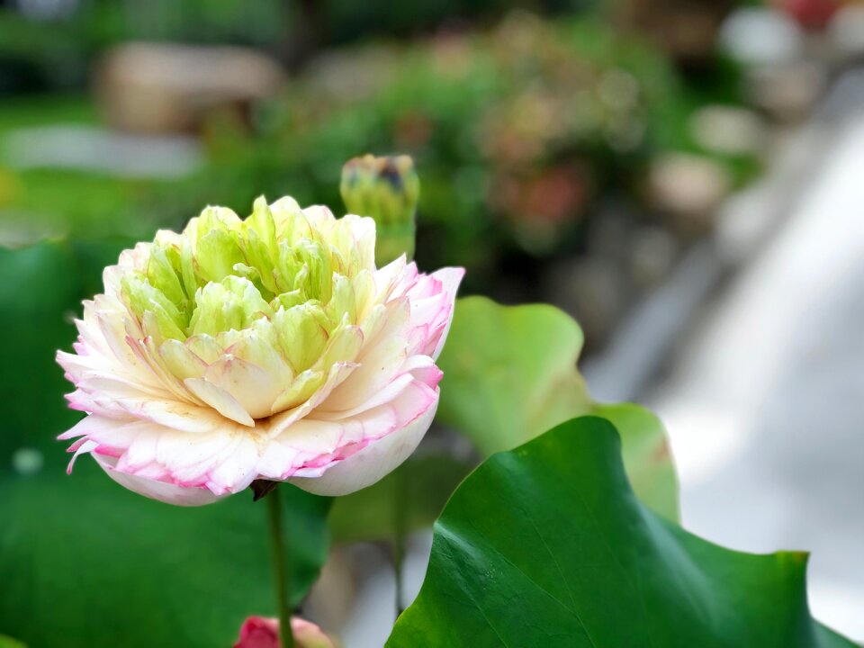 Flowers flower pink