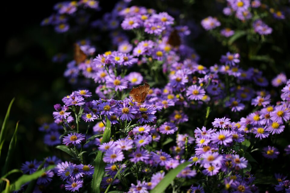 Aster koraiensis asteraceae garden
