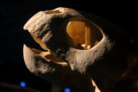 Aquarium black skull