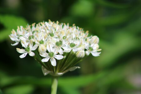 Blossom bloom leek flower photo