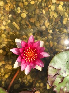 Bloom water summer