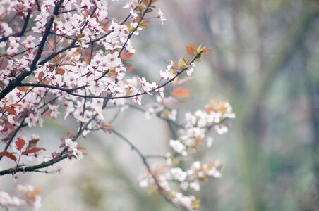 Nature china wind static