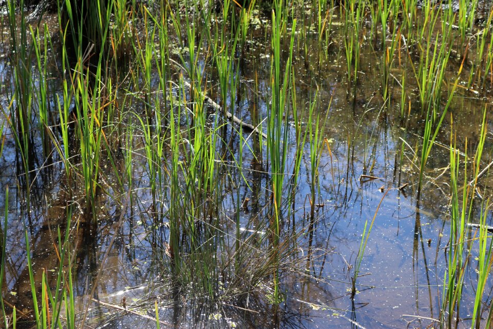 Stream outdoor foliage