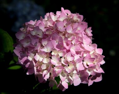 Pink ornamental plant flora