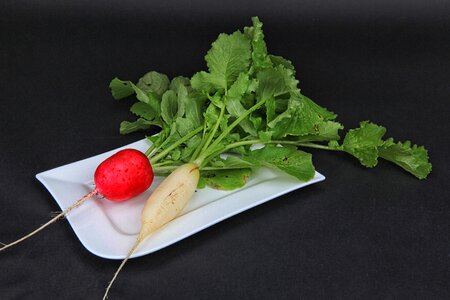 Salad radish raw food