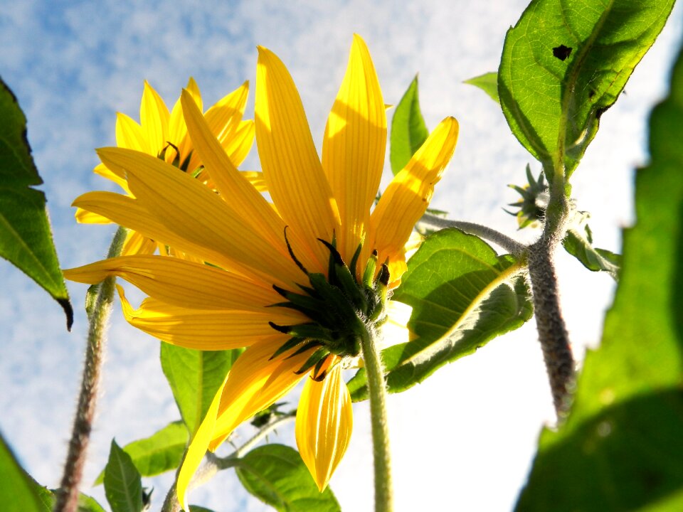 Nature summer blossom
