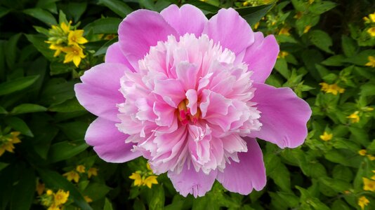 Spring filled paeoniaceae