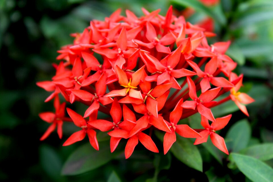 Bloom botany gardening