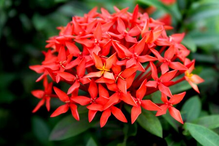 Bloom botany gardening