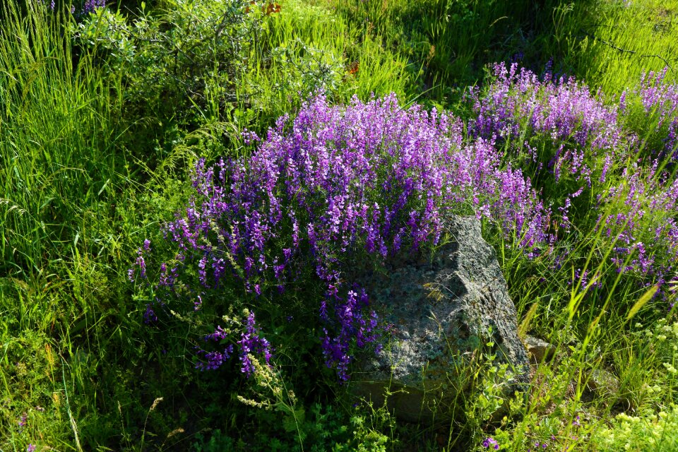 Flower spring spring flowers