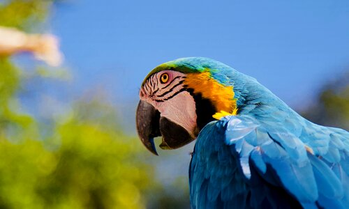 Beak bird color photo
