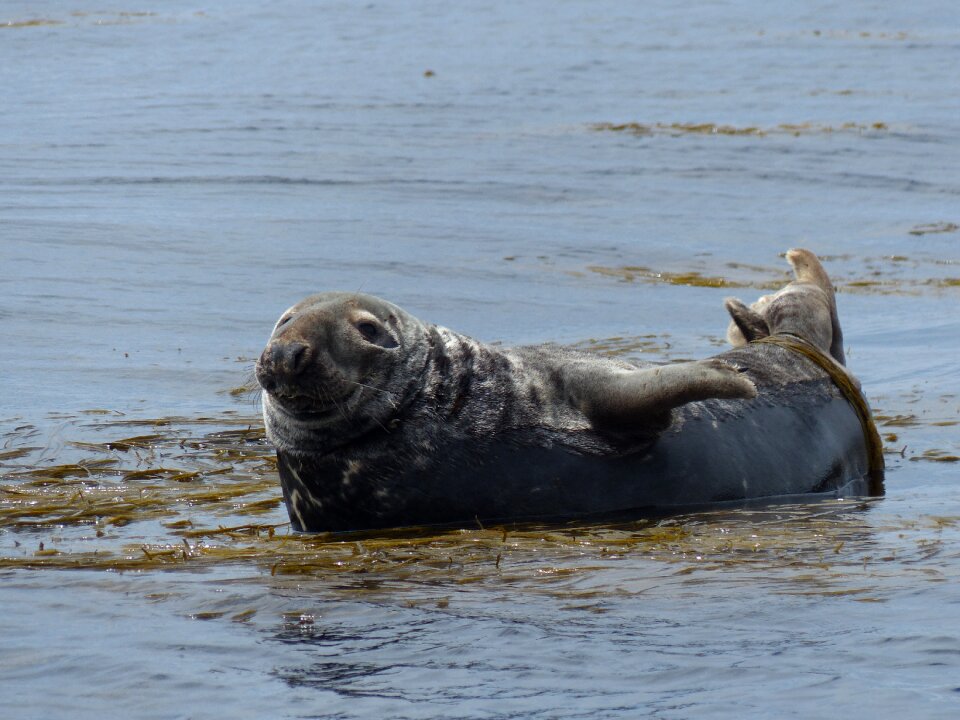 Sea aquatic animal mammal