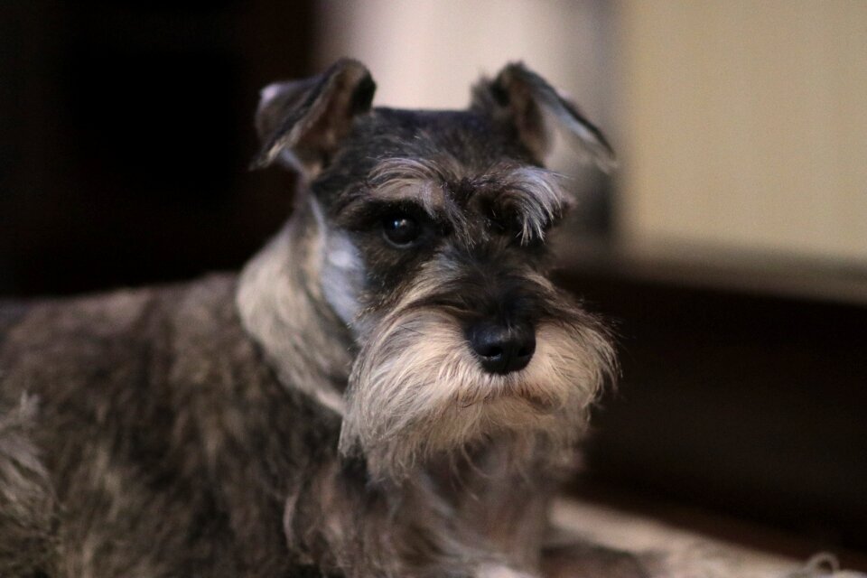 Domestic cute canine