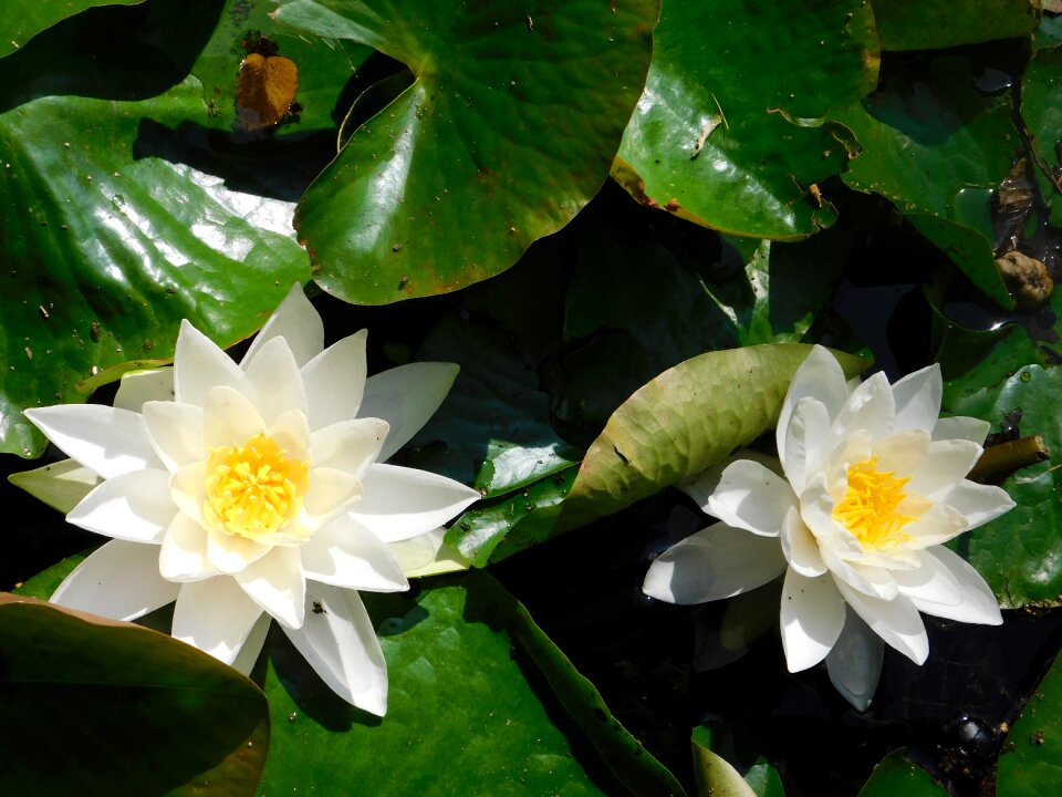 Nature flowers garden decoration