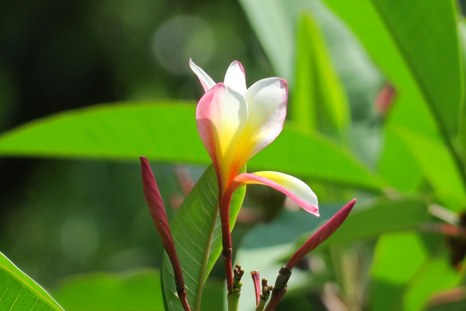 Beautiful light petal photo