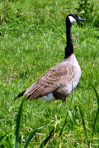 Waterfowl geese grass photo