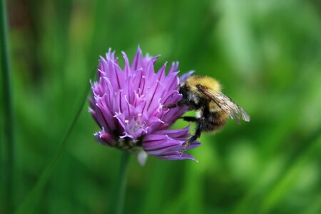 Bees beautiful flower june photo