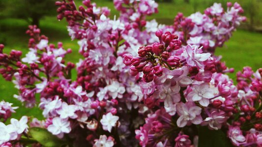 Plants pink bouquet