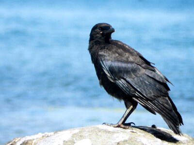 Raven black nature photo