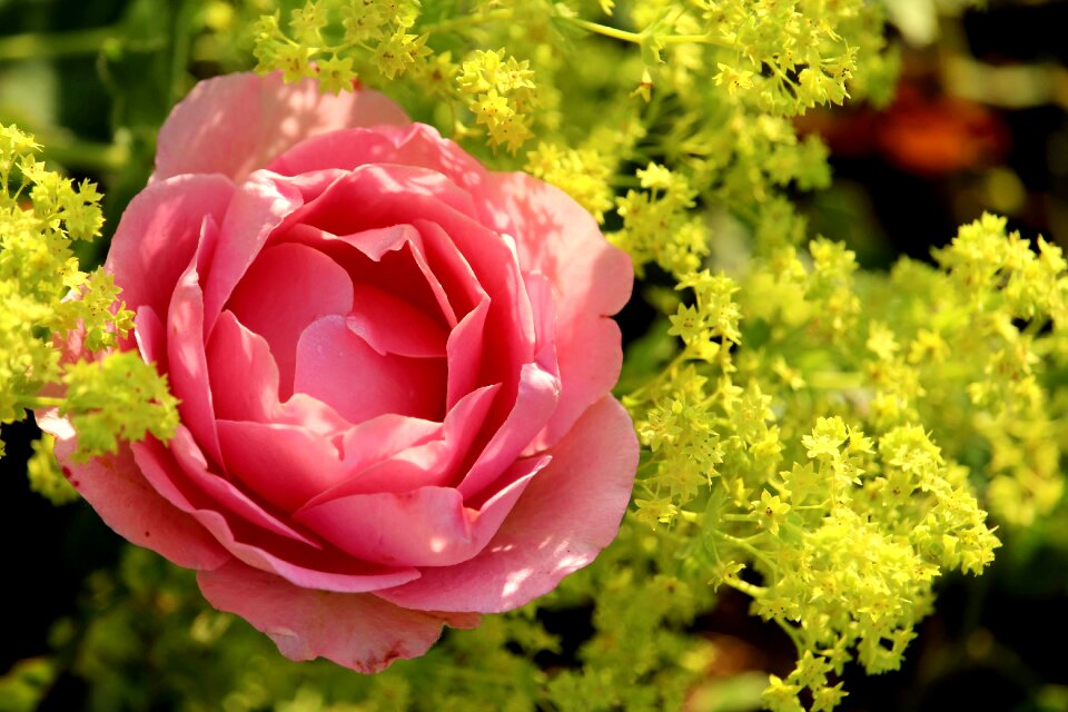 Bloom frauenmantel yellow