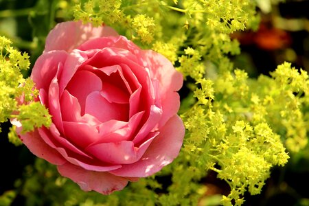 Bloom frauenmantel yellow