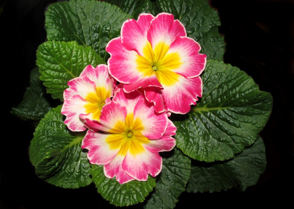 Garden nature bloom