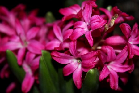 Plant blossom pink photo