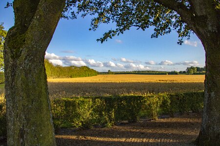 Clouds landscape trees photo