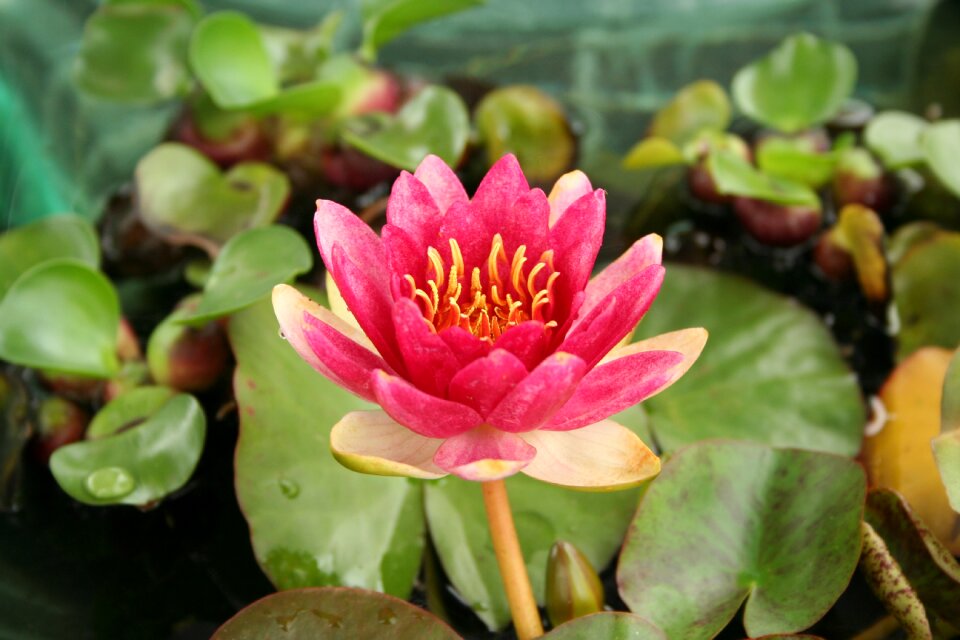 Plants pond aquatic plants