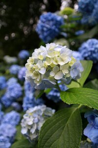 Hydrangea plant flowers photo
