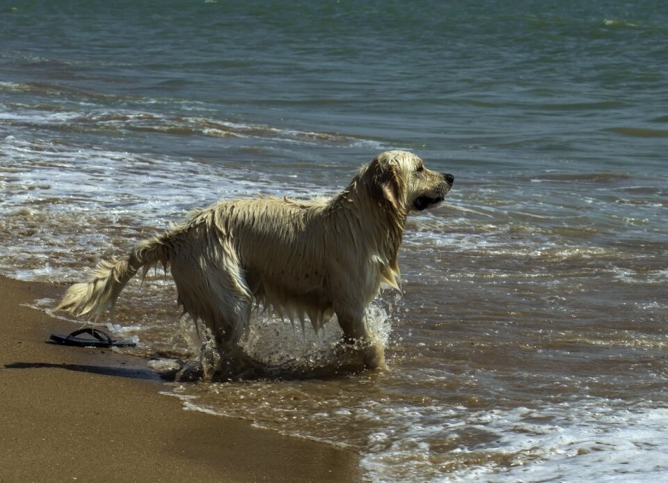Sand water golden retriever