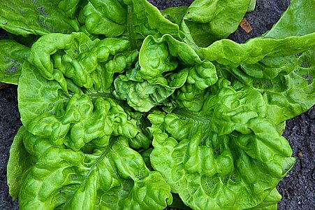 Lettuce leaves lettuce garden