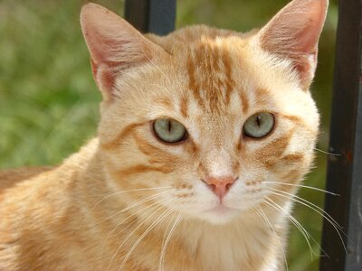 Look pet feline